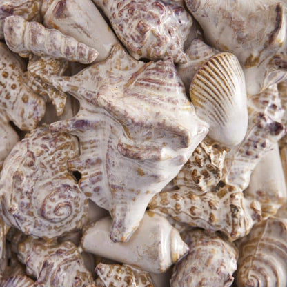 Vase Shells, Natural Stoneware, 24 x 24 x 33.5 cm